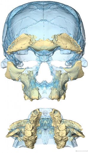 Modern conditions for the facial skeleton were already reached 300 thousand years ago in the earliest forms of Homo sapiens known to date.